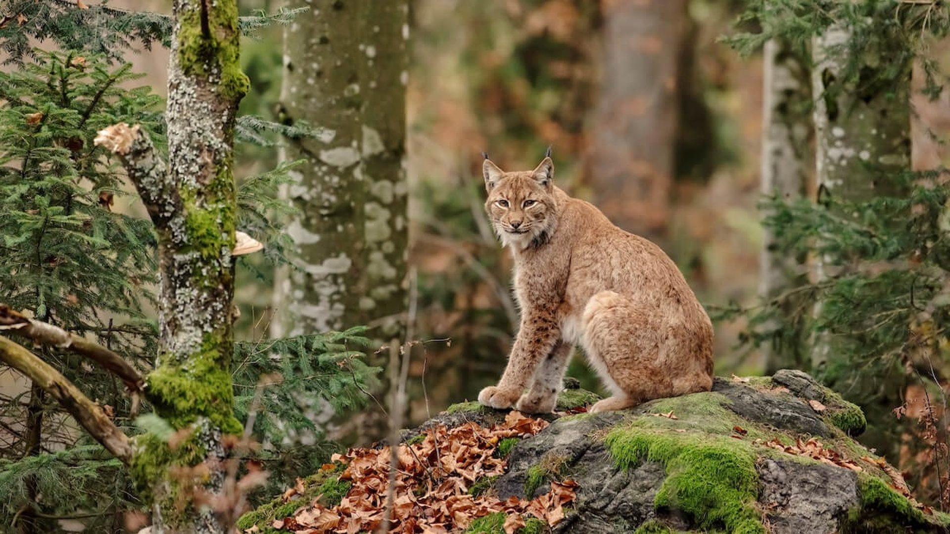 Bobcat
