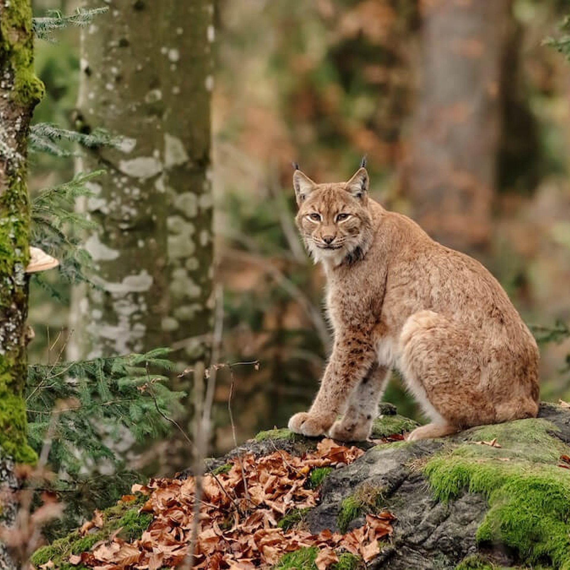 Bobcat