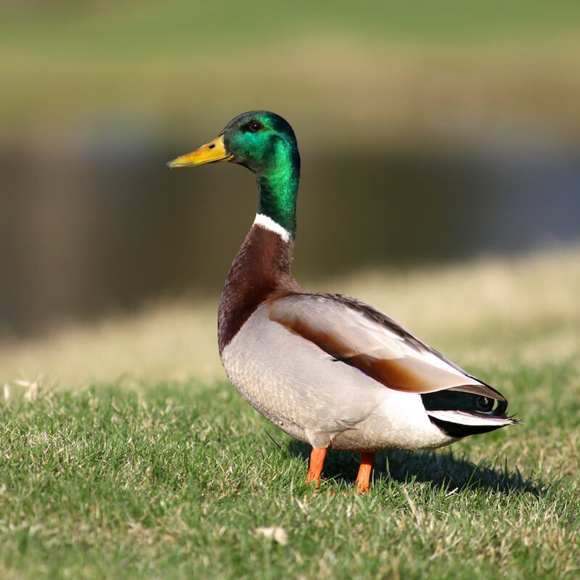 Mallard Duck