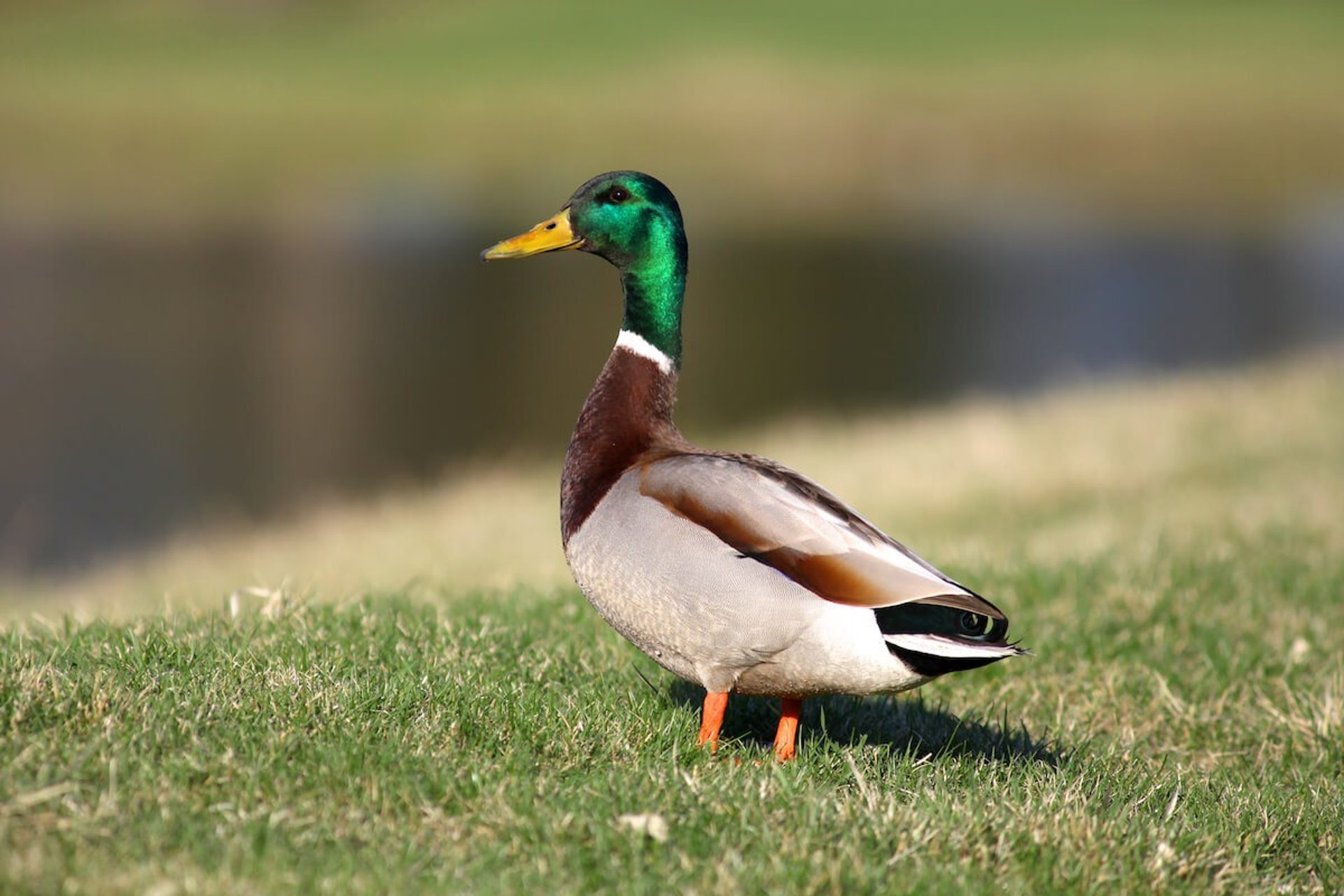 Mallard Duck