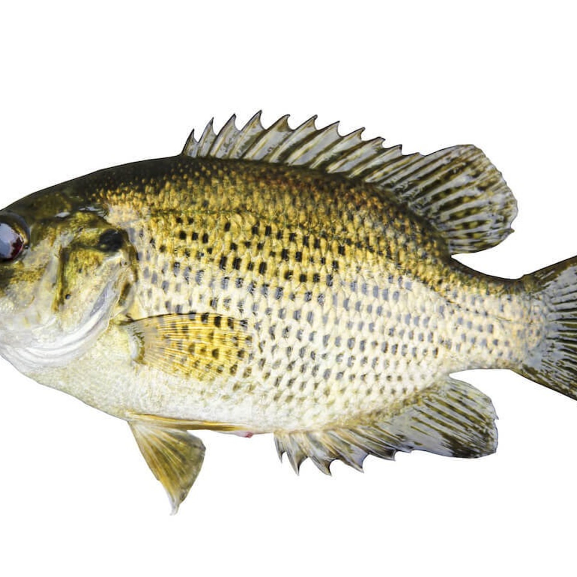 Rock Bass